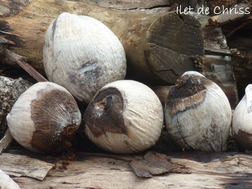 COCOS
