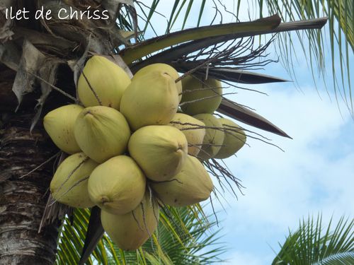 NOIX DE COCOS IDC