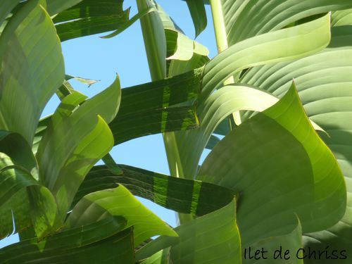 RAVENALE FEUILLES 02