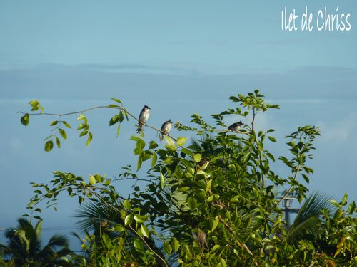 BULBUL 2