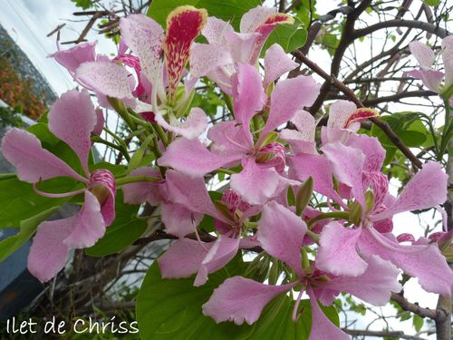 FEUILLES BAUHINIA ROSES IDC 1600 1200