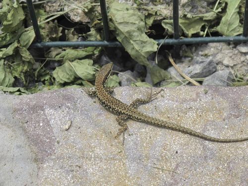Pays Basque-Lézard