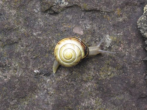 Pays baque français-escargot