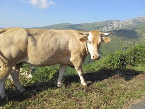Pays basque français-Iraty-Okabe46