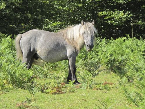 Pays basque français-cheval1
