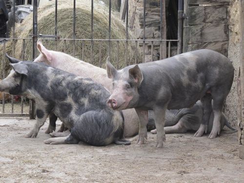 Pays basque français-cochons