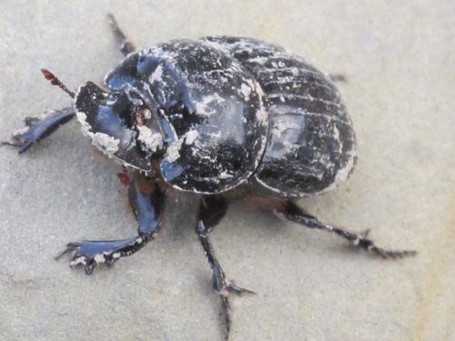 Pays basque français-insecte