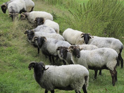 Pays basque français-moutons3