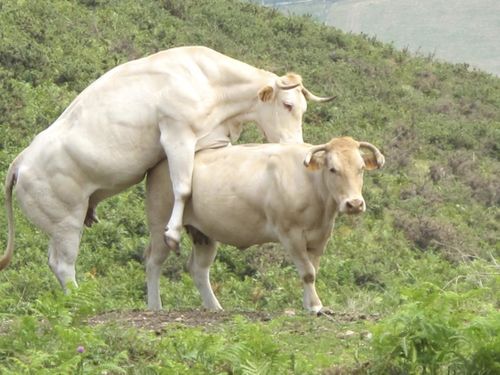 Pays basque français-vaches