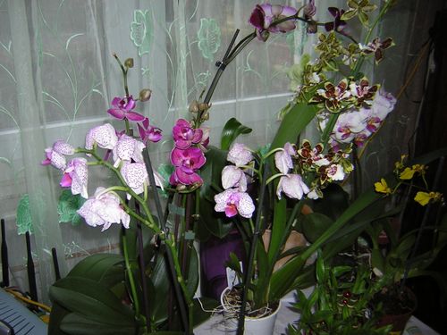 DSCN4902.JPG