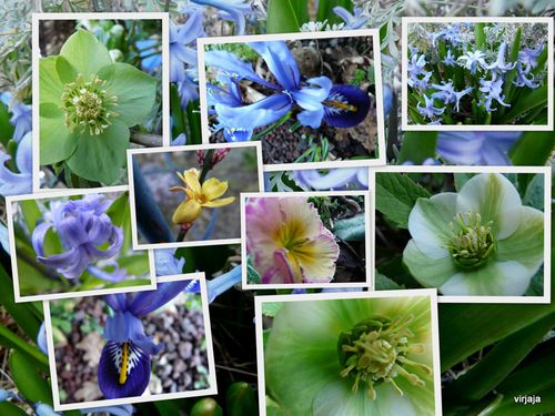 jardin