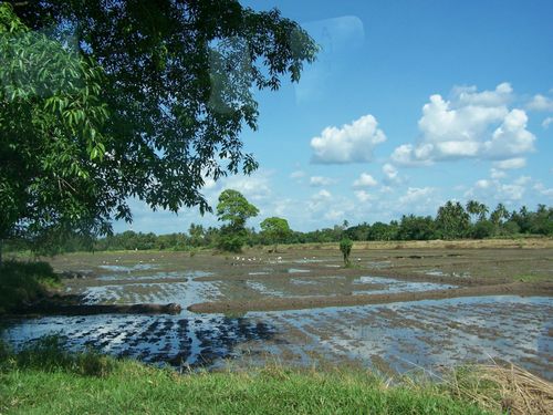 paysage de rizière