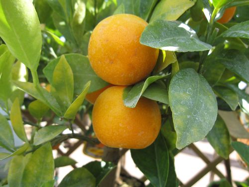 Orangers (1)