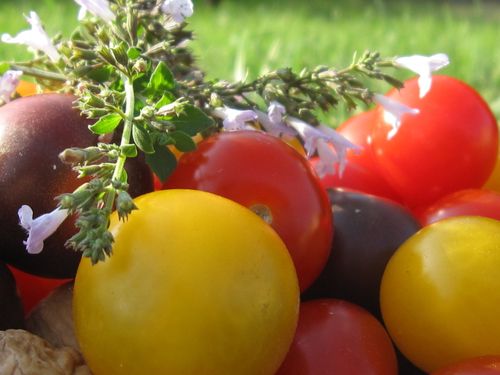 Tomates-cerises-de-couleur.JPG