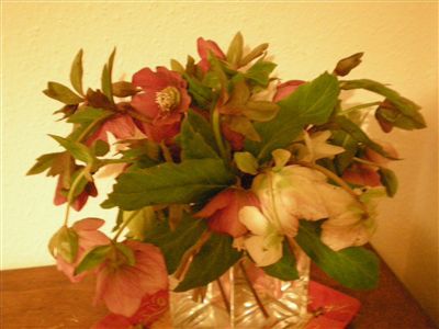 hellebore 018 tres petite