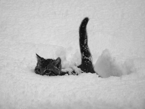 chat-periscope-n.jpg
