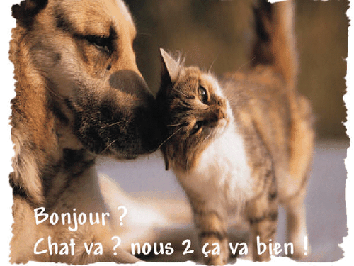 chien et chat