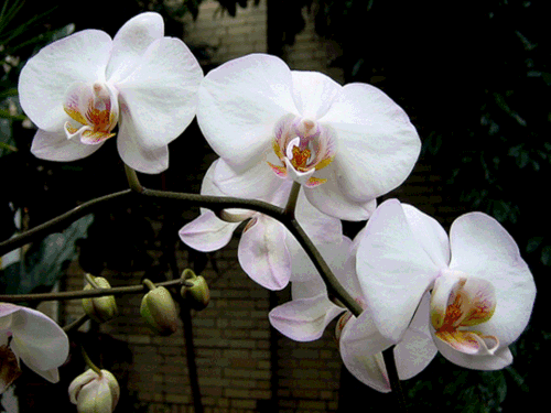 1.orchidee