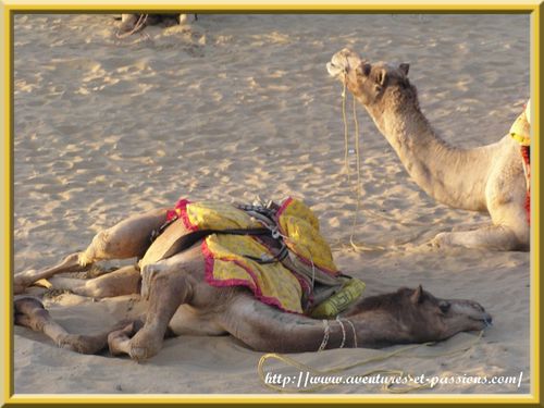 Camel safari 15