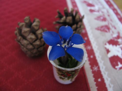 gentiane--2-.JPG