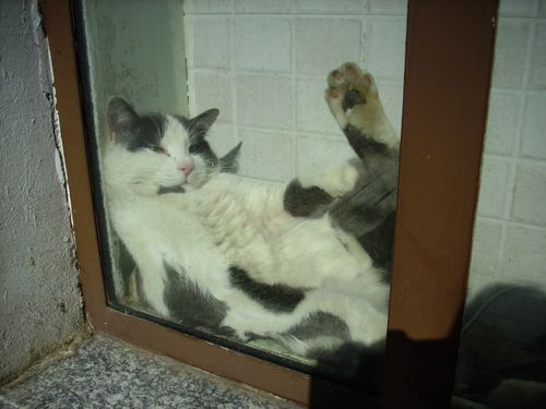 Chicco
