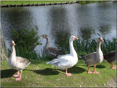 DSC03621-copie-1