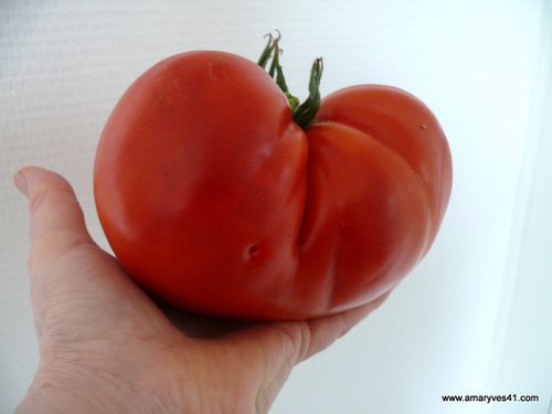tomates 004