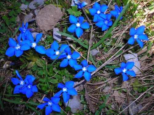 Gentiana-verna-St-Jo-mai-07.JPG