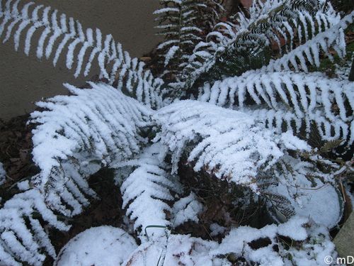 Fougère neige 2-border