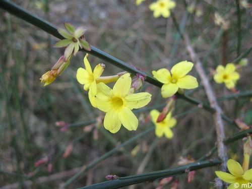 Jasmin d'hiver 1-border