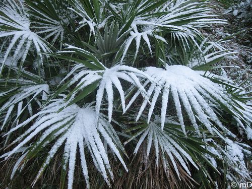 Palmier neige-border