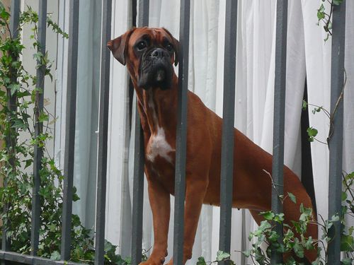boxer