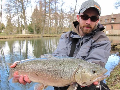 leopard-gtail-platon