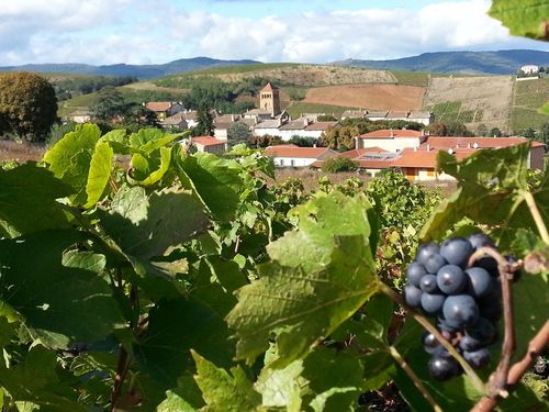 Dernière grappe de raisin ...