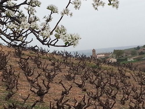 printemps-copie-1
