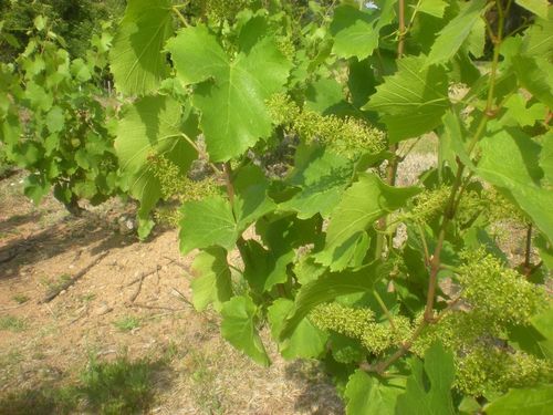 fleur de vigne