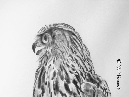 04 - hibou - gros plan