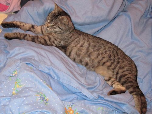 chats 0247
