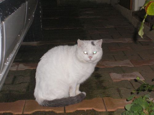 gros blanc 001
