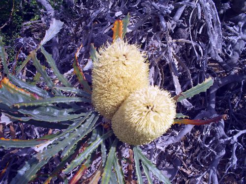 pomme de pin jaune