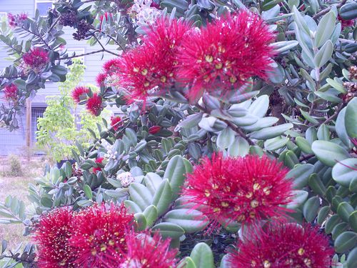 arbuste a fleurs rouges dorees