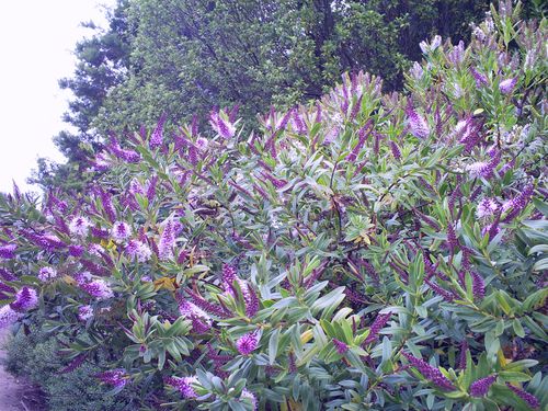 arbustes aux fleurs violettes