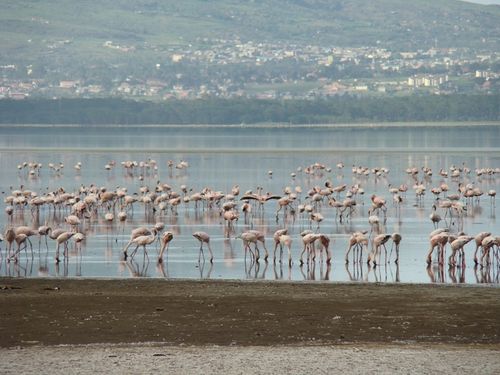 jour 3 lac Nakuru 165