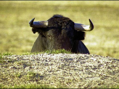 un-taureau-espagnol-morphologie-trapue-et-cornes-horizontal.jpg