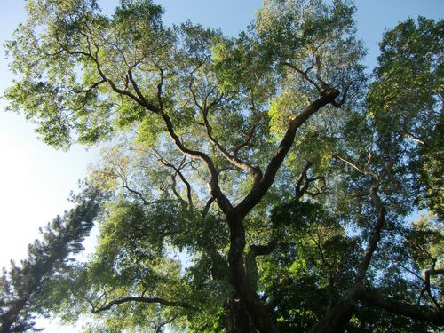 jardé8
