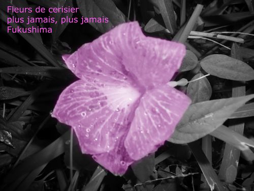 Fleur-Merabet.jpg