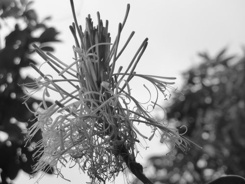 dracena11-19.JPG