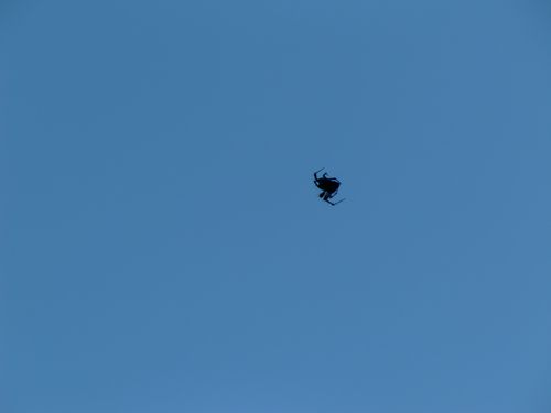 mouche3.JPG