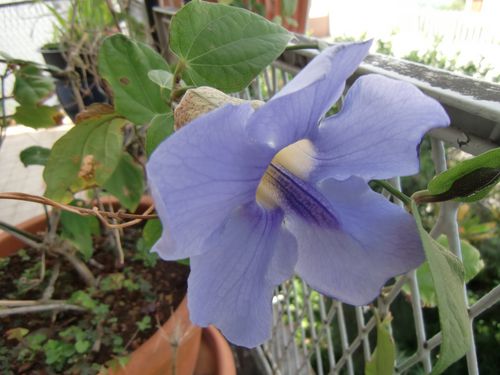 balcon1.JPG