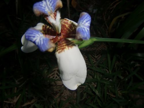 iris3.JPG